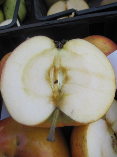 Herbstapfel Wildeshausener Goldrenette 2